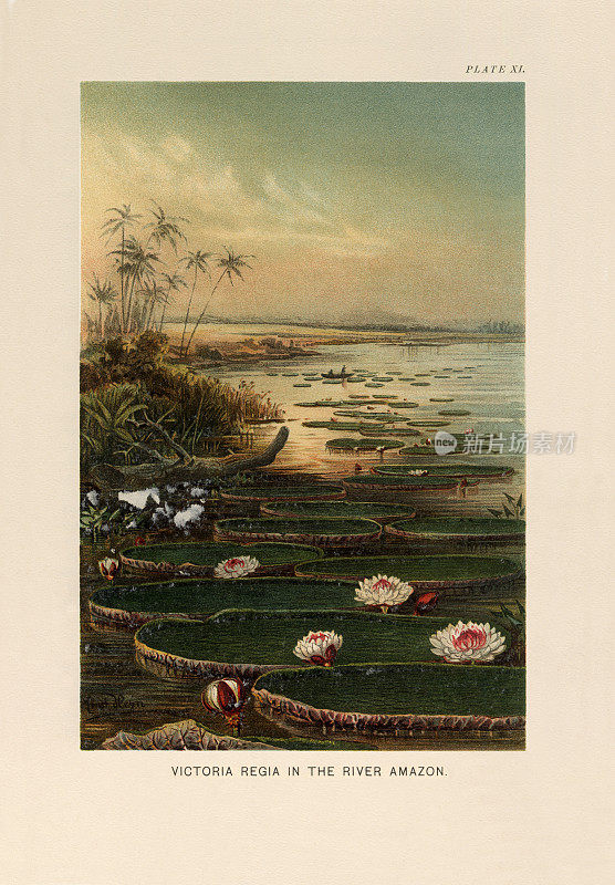 《植物自然史》，维多利亚植物学插图，1897年，亚马逊河上的维多利亚女王