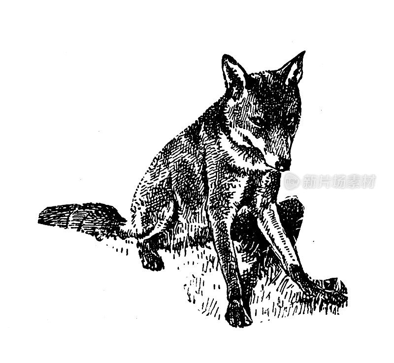 古董形象:狐狸