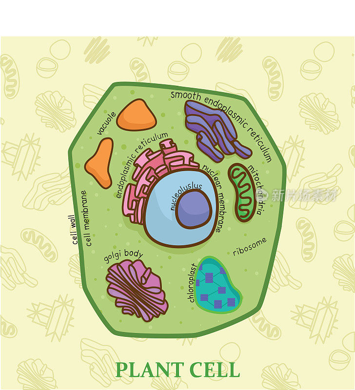 植物细胞图生物学教育图