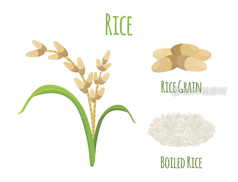 水稻种植，素食。绿色收获，稻谷小麦。矢量图