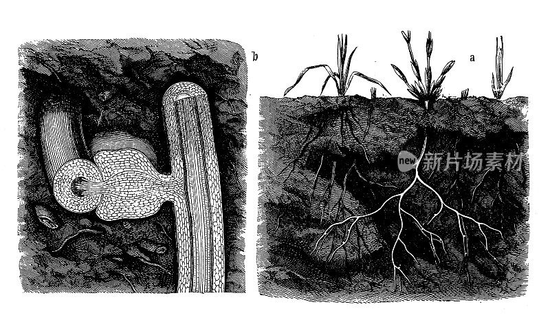 古植物学插图:阿尔卑斯