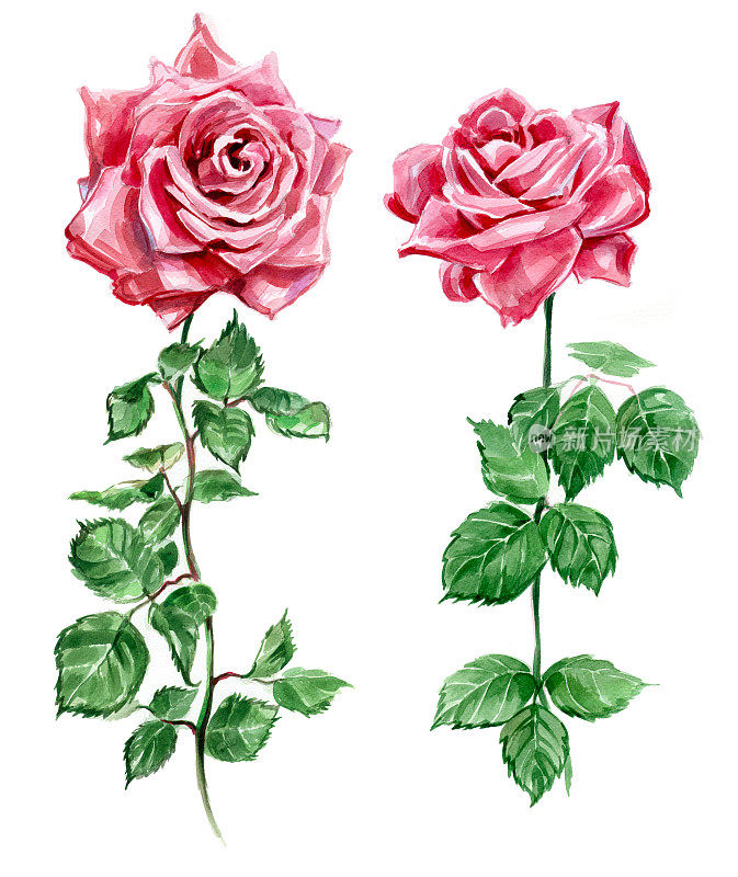 玫瑰水彩画。两朵花。传统绘画