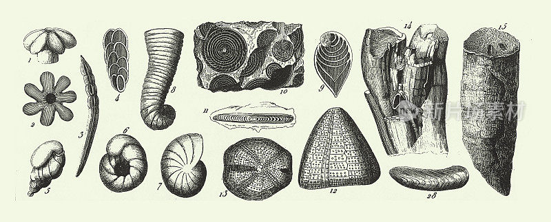 白垩纪系统的化石，化石，骨骼和矿砂雕刻古董插图，出版于1851年