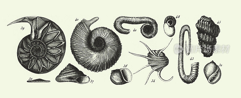 历史的年份，白垩纪系统的化石，化石，骨骼和矿砂雕刻古董插图，出版于1851年