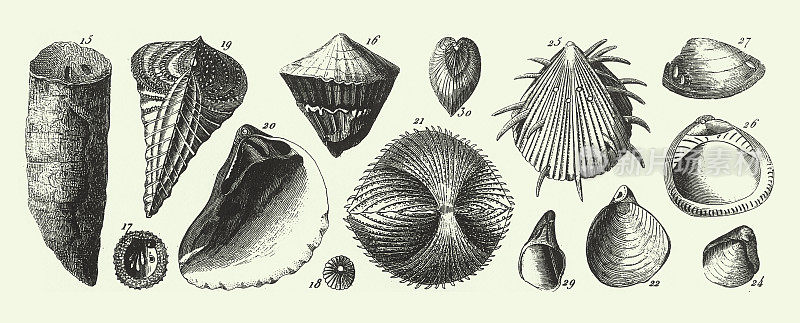 历史的年份，白垩纪系统的化石，化石，骨骼和矿砂雕刻古董插图，出版于1851年