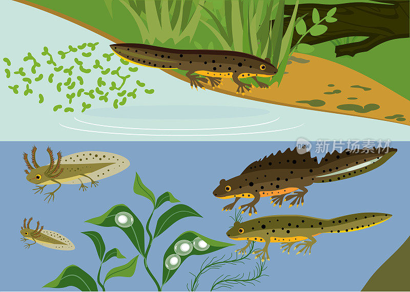 池塘中蝾螈的生命周期。在自然生境中，蝾螈从卵到成年的发育阶段顺序