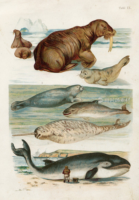 海象，海豹，海牛，海豚，独角鲸，长须鲸彩印插图1891年
