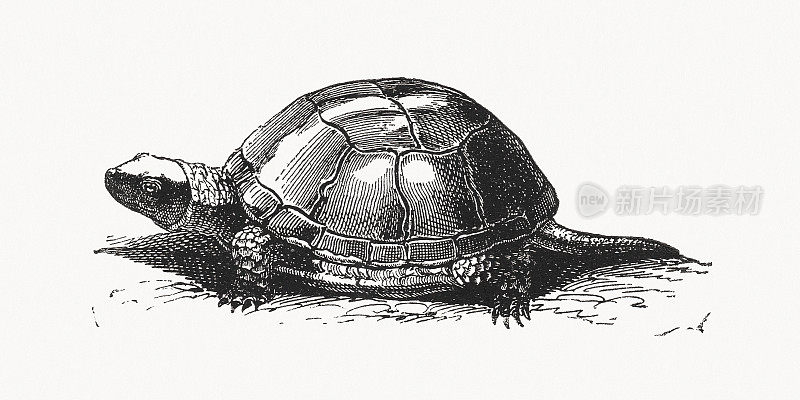 木雕《龟》，1882年出版