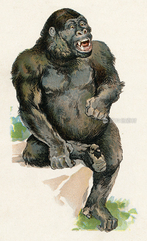 大猩猩插图1899