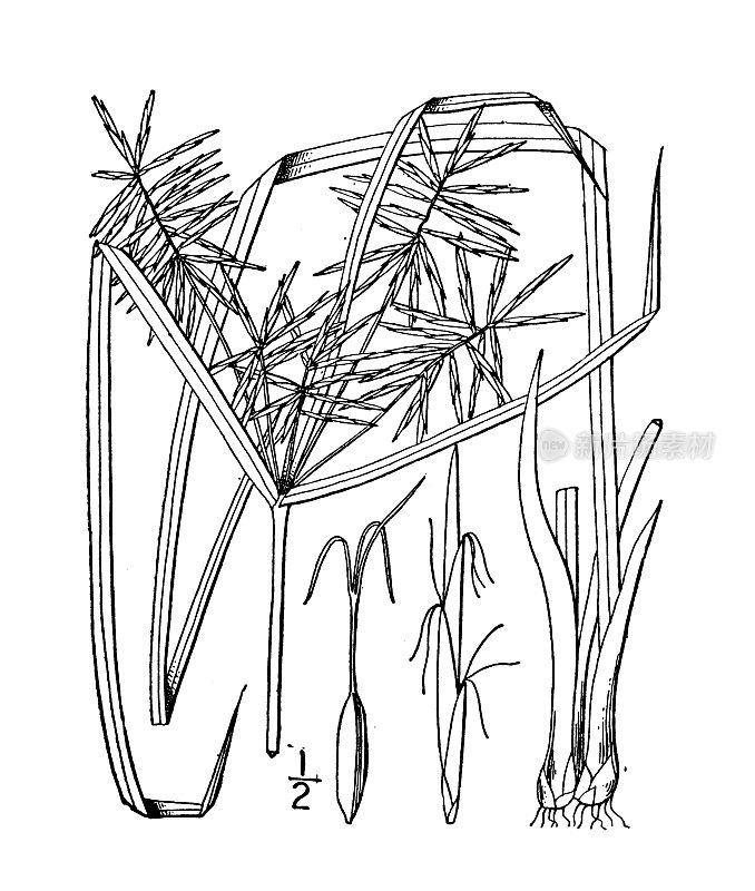 古植物学植物插图:折边香附、反折香附