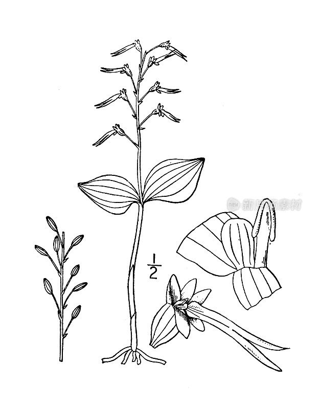 古植物学植物插图:南方李斯特菌，南方弯叶