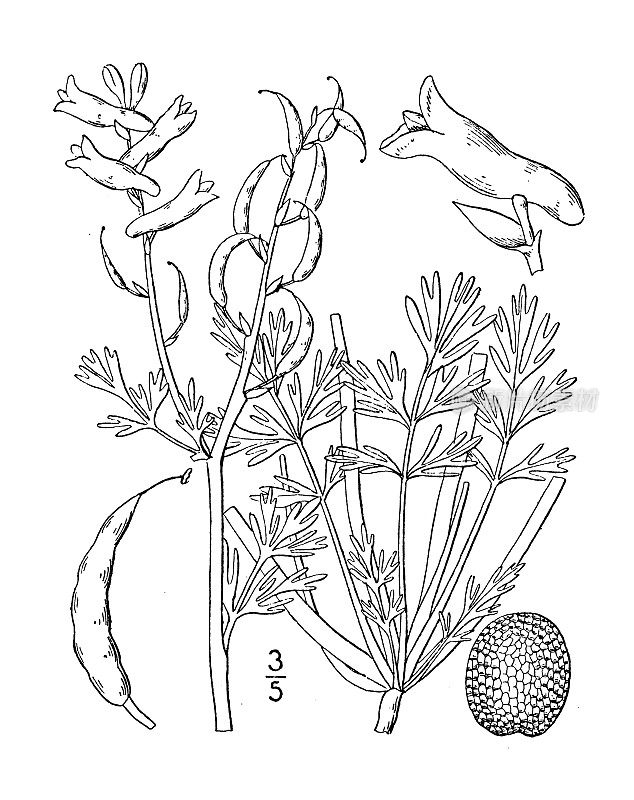 古植物学植物插图:曲柄紫堇、曲柄紫堇