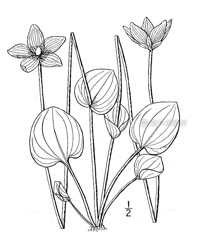 古植物学植物插图:帕那萨斯，卡罗莱纳草帕那萨斯