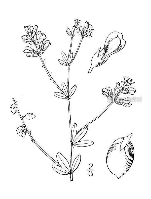 古植物学植物插图:补骨脂、黑色圆点补骨脂