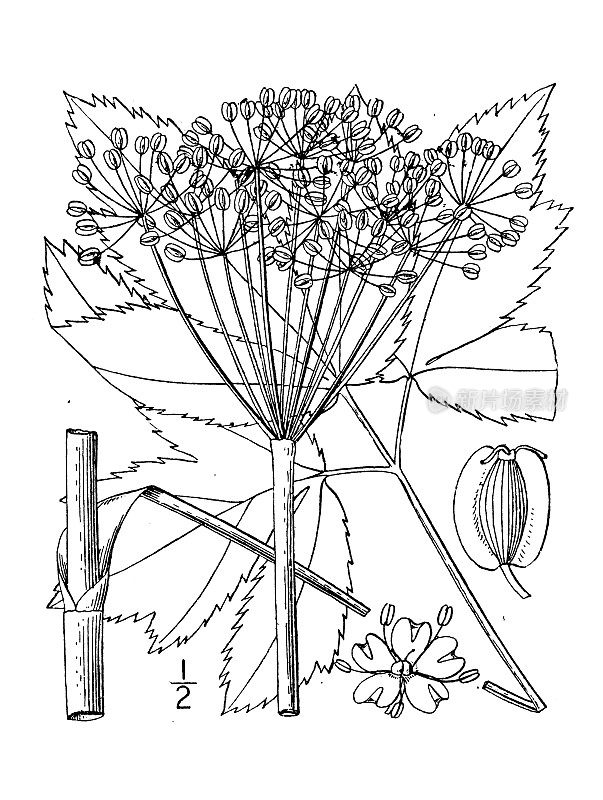 古植物学植物插图:欧冠草、Masterwort