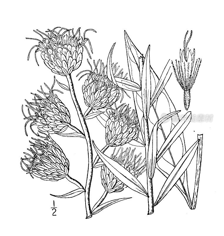 古植物学植物插图:丝虫草，大纽扣蛇根