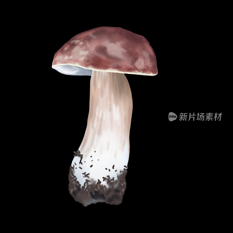 水彩画白蘑菇。现实的可食用蘑菇。植物插图