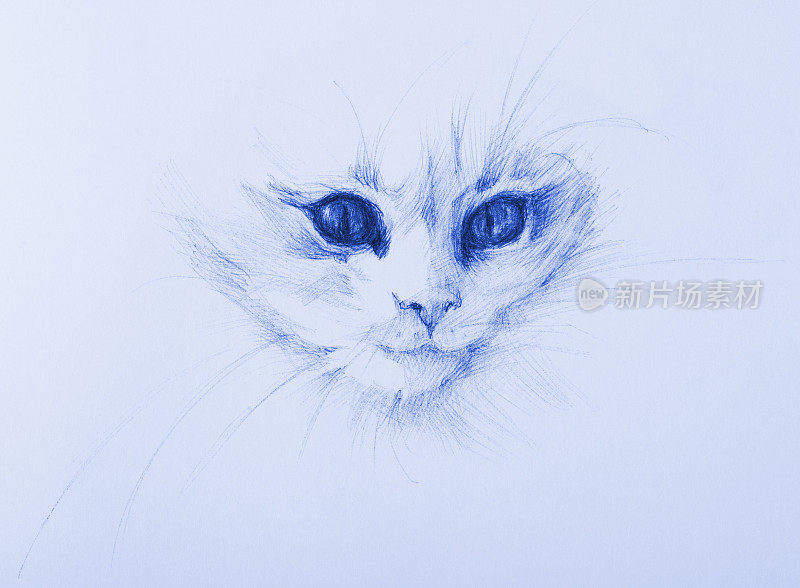 蓝色背景上的小猫的插图铅笔素描肖像