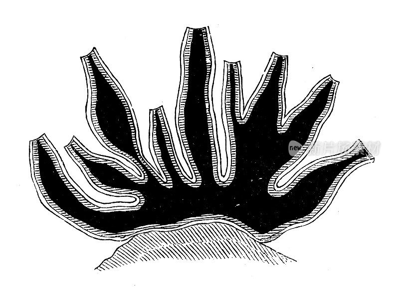 仿古生物动物学图像:黑松海绵切片
