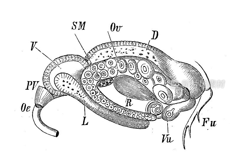 古代生物动物学图像:塞浦路斯