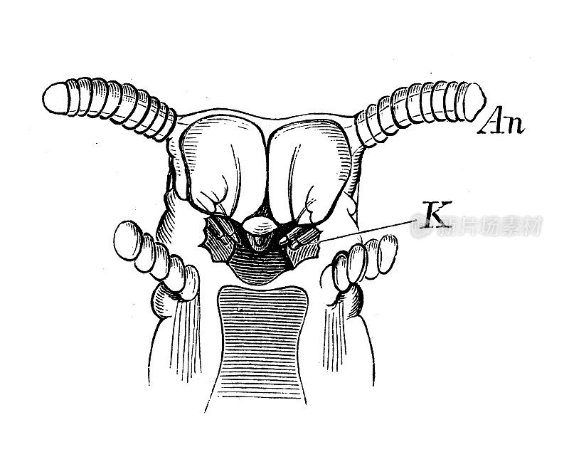 古代生物动物学图像:蜈蚣