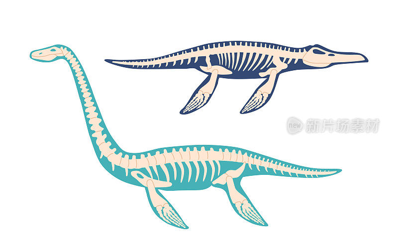 依拉丝莫龙和沧龙恐龙骨骼化石。孤立的白垩纪晚期蛇颈龙，水下