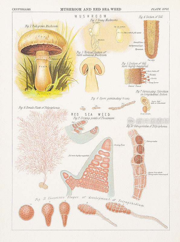 蘑菇和红海海藻色版印刷1883年