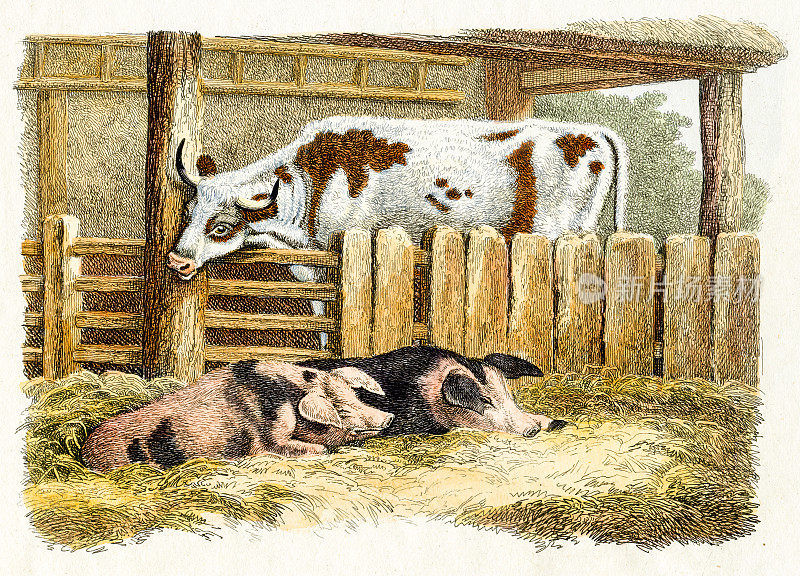 牛和猪-“动物的新工作”，伦敦，1811年手工着色