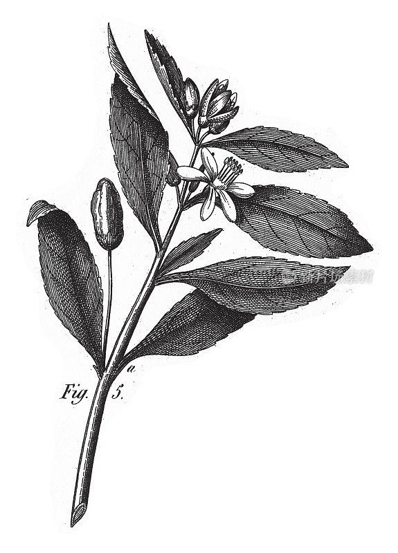 香橼:各种具有经济重要性的植物，包括茶、葡萄酒、葡萄、棉花和可可雕刻古董插图，出版于1851年
