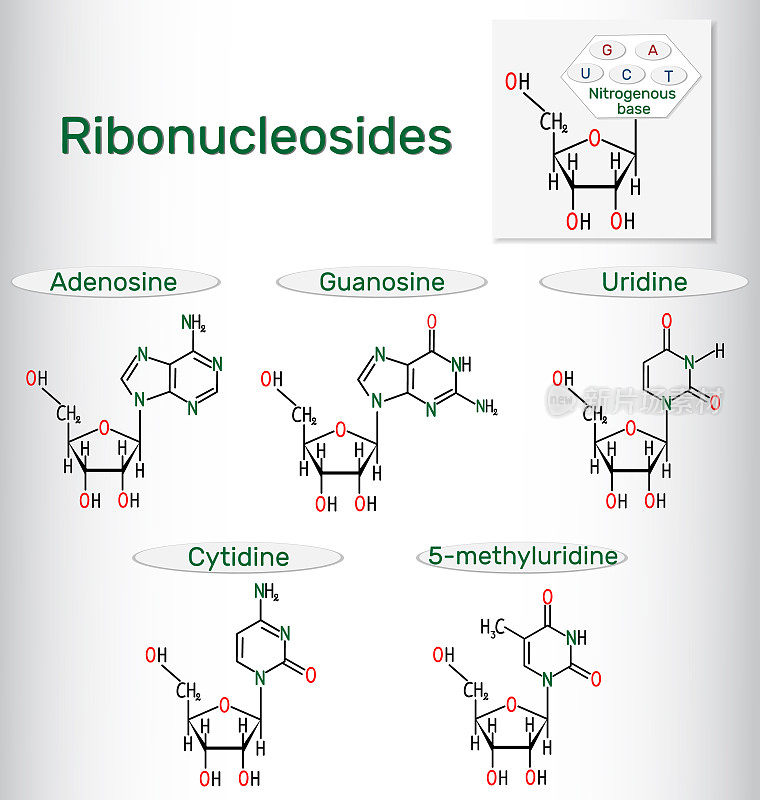 核糖核苷(腺苷，鸟苷，胞苷，尿苷，5-甲基尿苷)-嘧啶和嘌呤核苷分子。结构化学公式