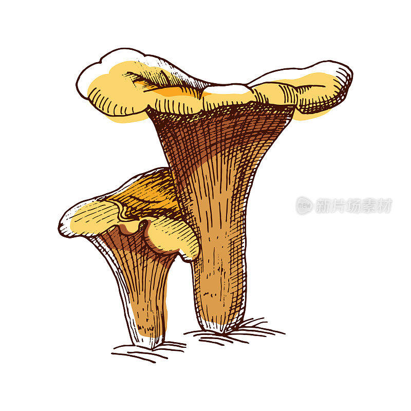 Chanterelle_Color_Sketch