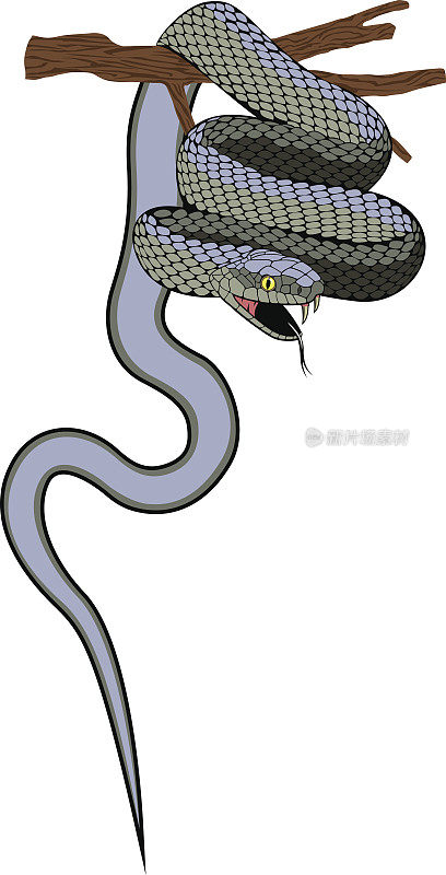 向量毒蛇蛇