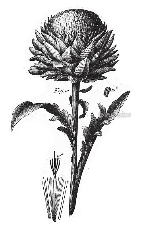 洋蓟，植物与树脂或乳白色树液雕刻古董插图，出版1851年
