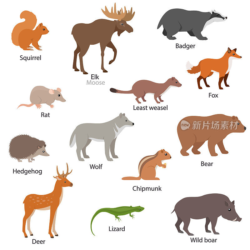 有标题的欧亚动物。欧亚大陆的野生动物。松鼠、花栗鼠、麋鹿、獾、狐狸等。收集不同种类的动物。