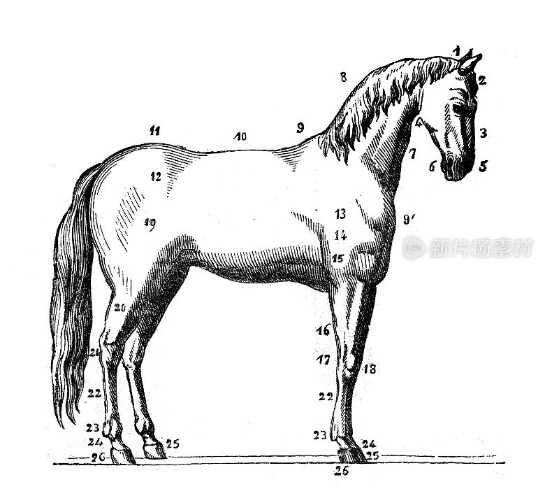 古董动物插图:马解剖学