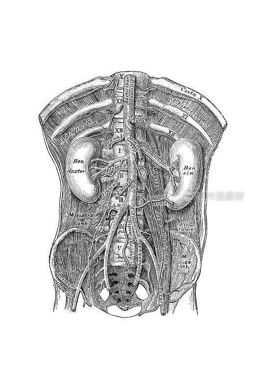 腹主动脉的病程和分支