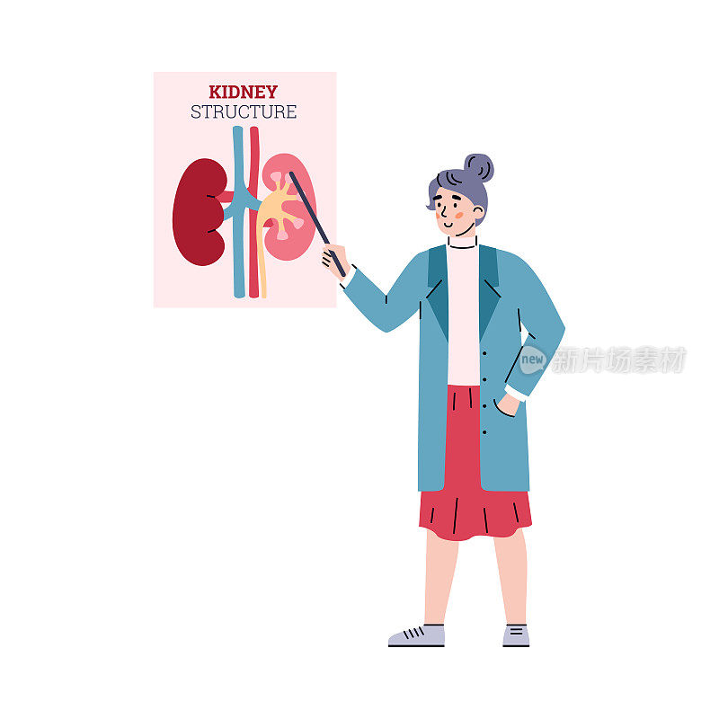 肾解剖具有动静脉，人体内脏器官的结构