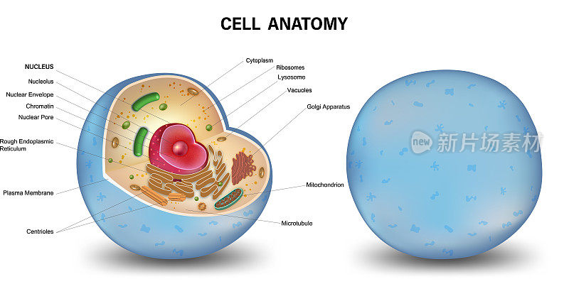 细胞截面结构详细的彩色解剖孤立在白色背景。矢量插图。