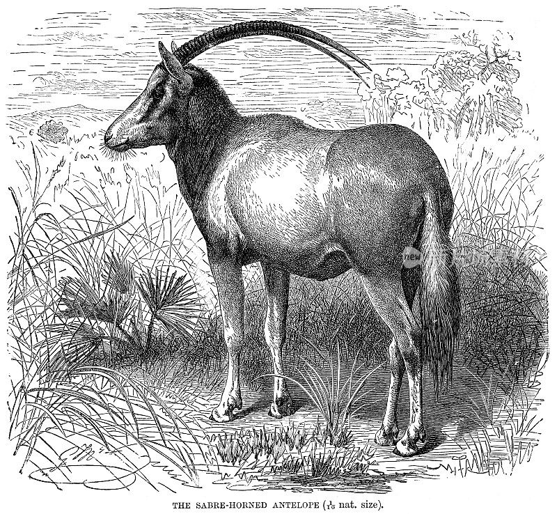 1896年雕刻的剑角羚羊弯刀羚羊