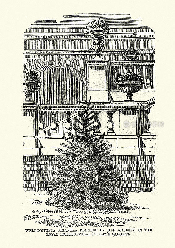 英国皇家园艺学会花园，维多利亚女王种植的巨型红杉，1861年