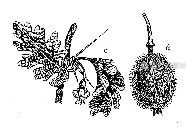 古代植物学插图:凤梨、醋栗