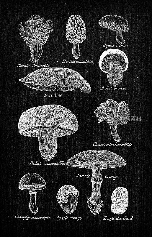 古色古香的法国版画插图:蘑菇