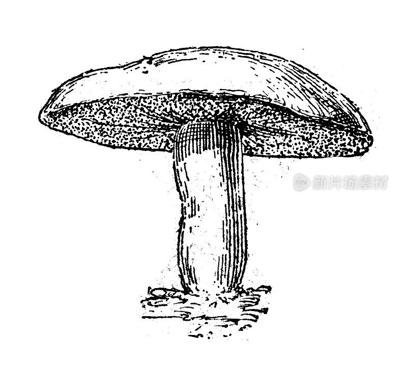 古董插图:蘑菇