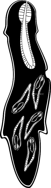羊肝吸片吸虫(Fasciola肝吸片吸虫)带子肝吸片吸虫直径黑色剪影