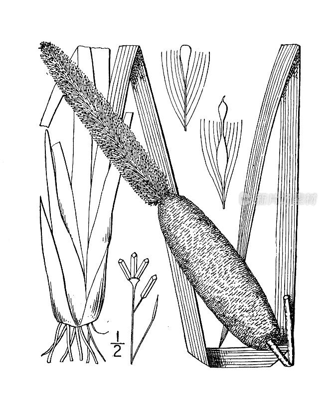 古植物学植物插图:大叶香蒲、阔叶香蒲