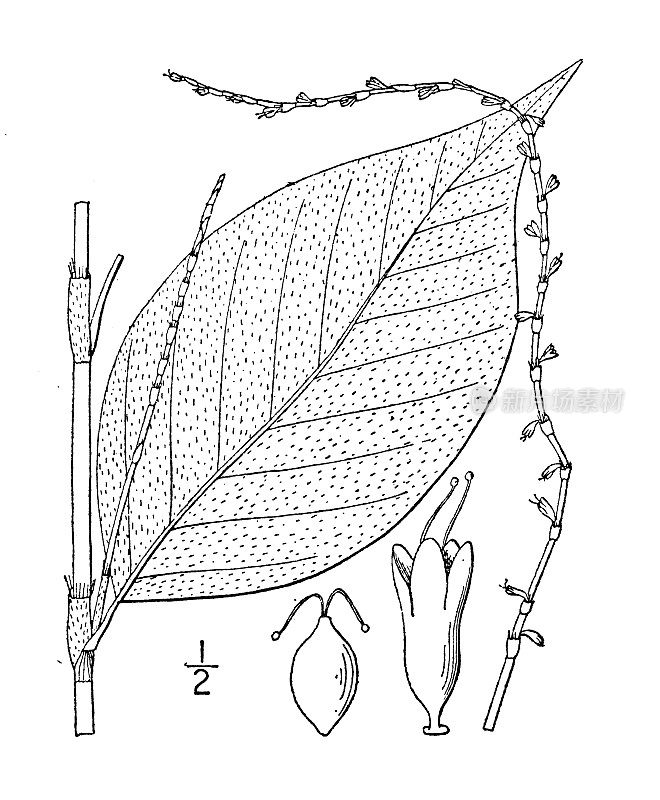 古植物学植物插图:维吉尼亚虎杖、维吉尼亚虎杖