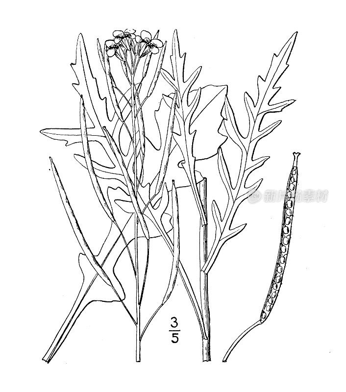 古植物学植物插图:白莲、墙火箭