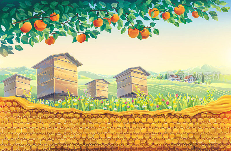 前景是蜂房，背景是乡村景观。