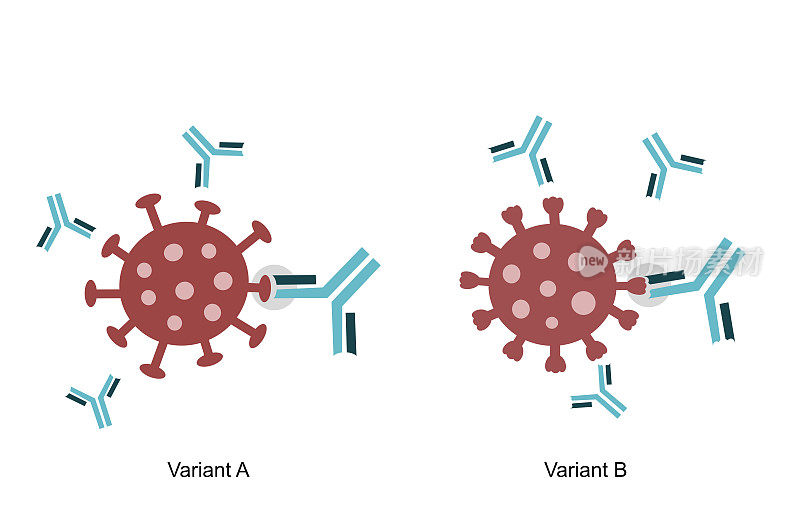 刺突蛋白(S)与病原体分子变异A和B的特异性抗体(中和抗体)结合:COVID-19或SARS-CoV-2，其他病毒