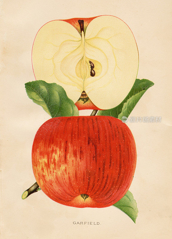 水果-加德菲尔德苹果石版画1889